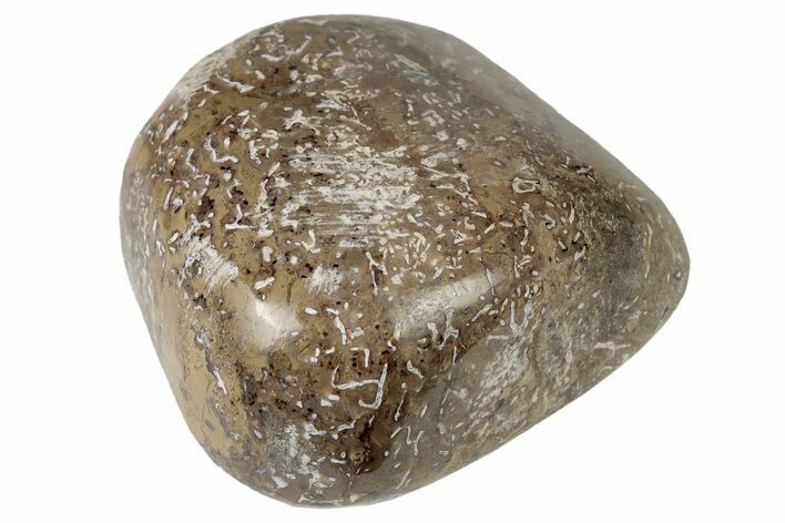 Polished Dinosaur Bone (Gembone) - Morocco #190016